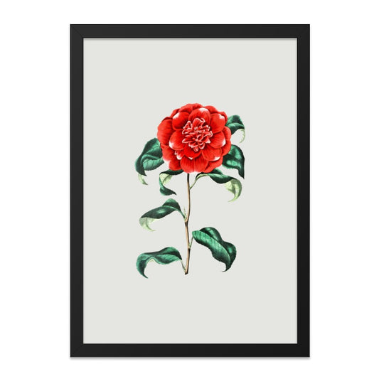 Red Camellia Wall Art, Floral Wall Decor, Vintage Botanical Print, Flower Wall Art, Botanical Wall Art, Home Decor, Unique Gift Idea - Tawshia