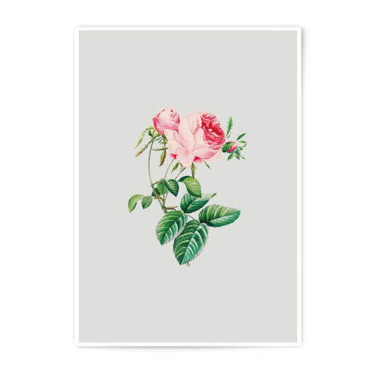 Pink Rose Photographic Prints, Floral Art, Botanical Wall Decor, Flower Prints, Vintage Style Artwork - Tawshia