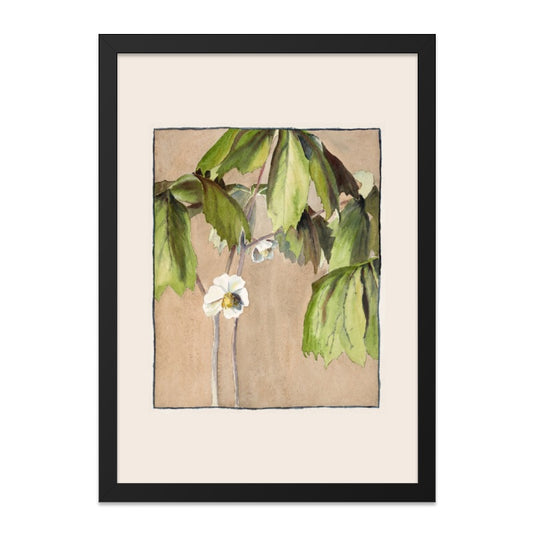 Hellebore Wall Art, Flower Wall Decor, Botanical Print, Floral Wall Art, Home Decor, Vintage Botanical Art Print, Gift Idea - Tawshia