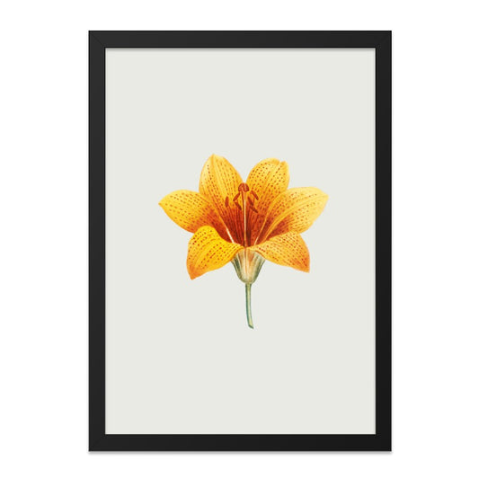 Botanical Lily Wall Art, Orange Flower Print, Vintage Floral Artwork, Detailed Lily Illustration, Home Decor, Floral Wall Decor - Tawshia
