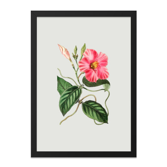 Pink Allamanda Flower Wall Art, Botanical Print, Vintage Floral, Home Decor, Nature Artwork, Elegant Gift, Gallery Wall, Framed Poster - Tawshia
