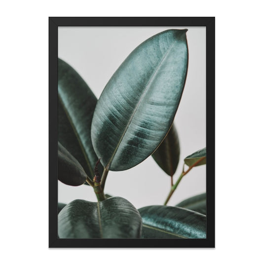 Rubber Plant Wall Art, Ficus Elastica Print, Botanical Home Decor, Modern Nature Wall Decor, Large Leaf Photography, Minimalist Art - Tawshia