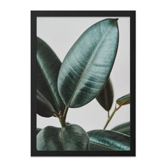 Rubber Plant Wall Art, Ficus Elastica Print, Botanical Home Decor, Modern Nature Wall Decor, Large Leaf Photography, Minimalist Art - Tawshia