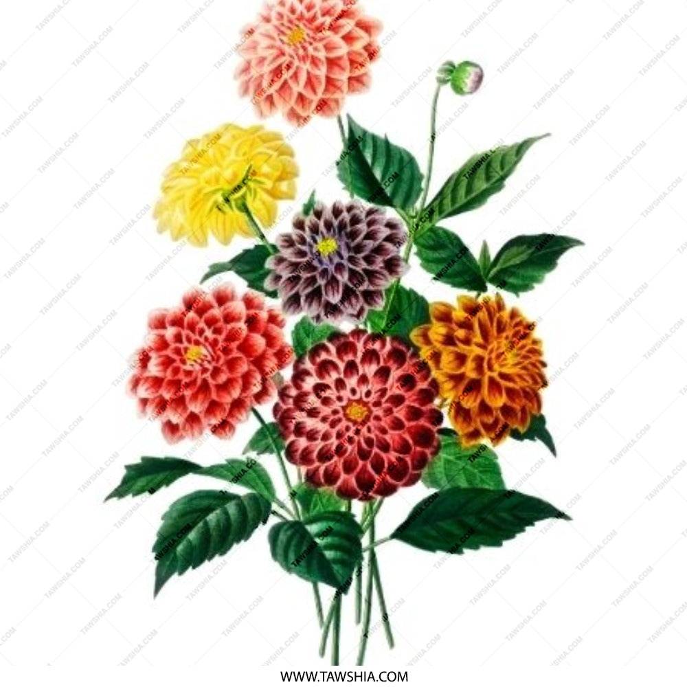 Dahlia Flower Pinback Button, Floral Bouquet Badge, Botanical Art Pin, Colorful Flower Illustration, Garden Lover Gift - Tawshia