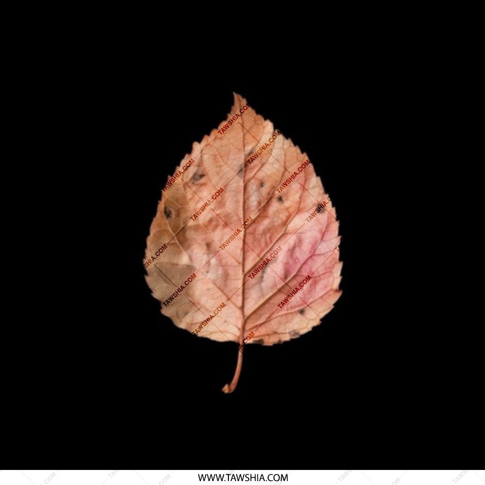 Autumn Leaf Pocket Mirror, Fall Foliage Compact Mirror, Nature Inspired Cosmetic Mirror, Botanical Gift for Her, Purse Mirror - Tawshia