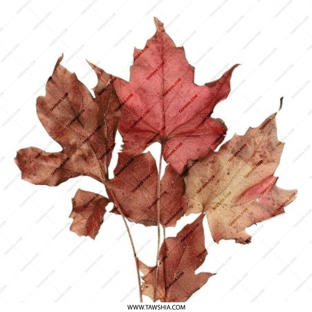 Autumn Leaves Pinback Button, Fall Decor Pin, Red Maple Leaf Badge, Nature Lover Gift, Botanical Pin, Seasonal Accent, Accessory Button - Tawshia