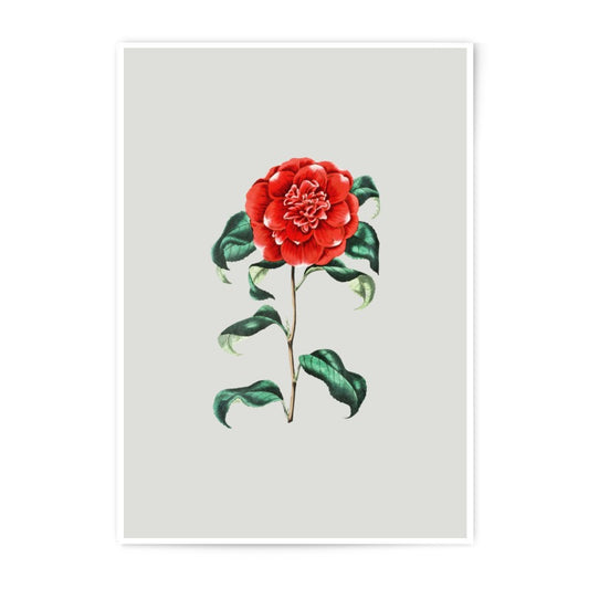 Red Camellia Photographic Prints, Floral Wall Art, Botanical Decor, Vintage Flower Print, Fine Art Print, Home Decor - Tawshia