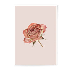 Dried Rose Photographic Prints, Floral Still Life Photo, Botanical Wall Art, Pale Pink Decor, Home Decor, Flower Photography - Tawshia