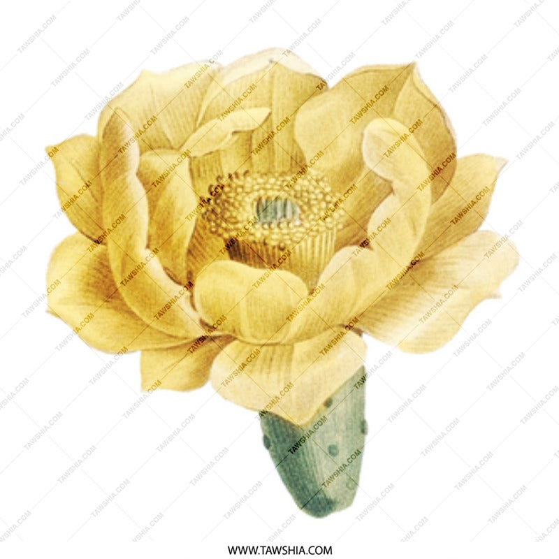 Prickly Pear Cactus Flower Mug, Floral Coffee Cup, Botanical Art Mug, Desert Flower Mug, Plant Lover Gift, Unique Mug, Gift for Her - Tawshia