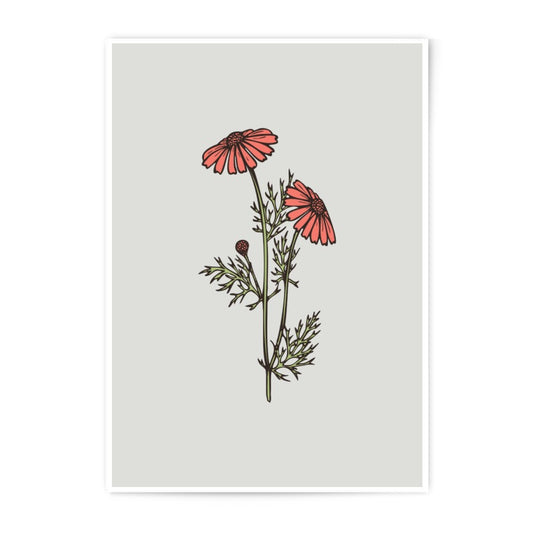 Chamomile Flower Photographic Prints, Botanical Wall Art, Floral Home Decor, Minimalist Art, Nature Photography, Fine Art Prints - Tawshia