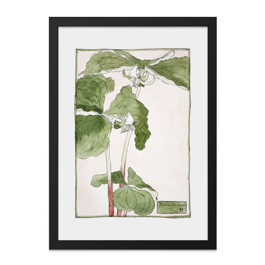 Trillium Erectum Wall Art, Vintage Botanical Print, Antique Flower Poster, Floral Illustration, Nature Home Decor, Botanical Wall Decor - Tawshia