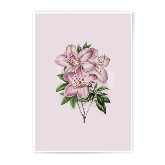 Azalea Photographic Prints, Floral Prints, Botanical Art, Flower Wall Decor, Pink Flower Art Print, Vintage Style Prints - Tawshia