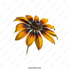 Black Eyed Susan Pillow, Floral Pillow, Flower Throw Pillow, Decorative Pillow, Accent Pillow, Home Decor, Botanical Pillow, Nature Pillow - Tawshia