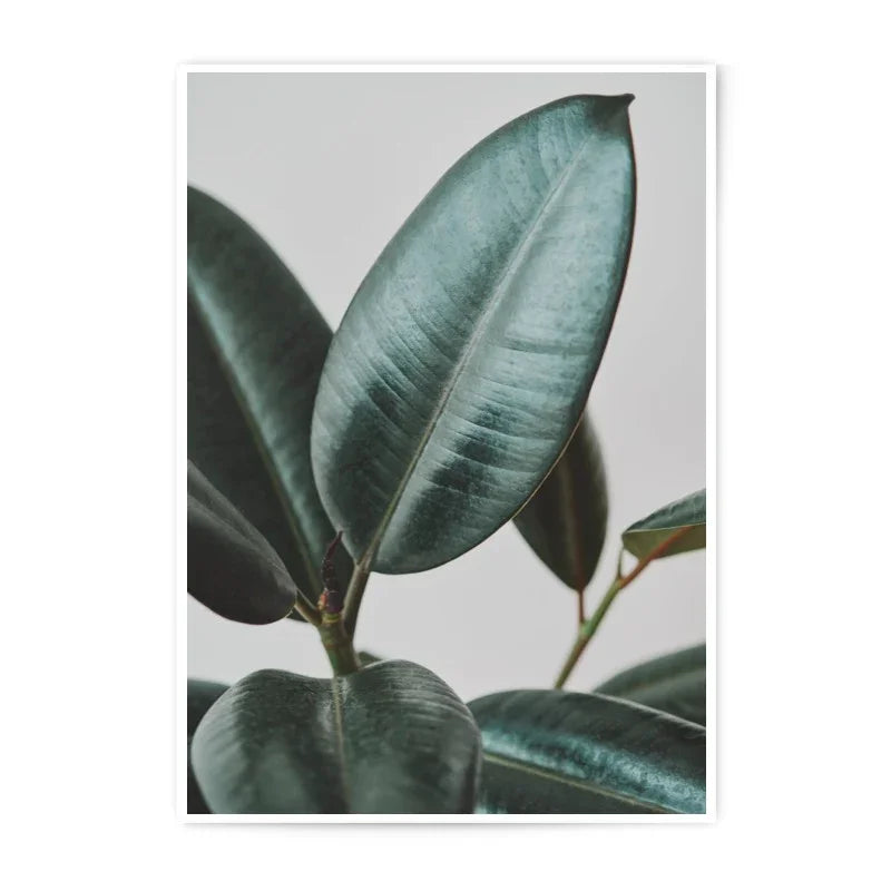 Rubber Plant Photographic Print, Leaf Close Up, Botanical Art, Minimalist Decor, Modern Photography Print - Tawshia