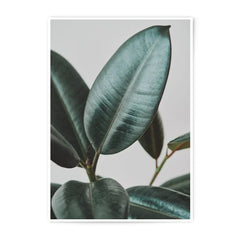 Rubber Plant Photographic Print, Leaf Close Up, Botanical Art, Minimalist Decor, Modern Photography Print - Tawshia