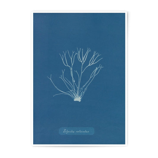 Polyides Rotundus Print, Seaweed Art, Cyanotype Style Print, Wall Decor, Botanical Print, Photographic Print - Tawshia