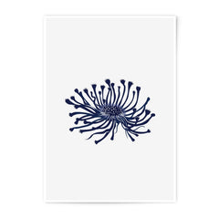 Blue Anemone Flower Photographic Print, Unique Floral Art, Modern Home Decor, Minimalist Wall Art, Nature Inspired Gift - Tawshia