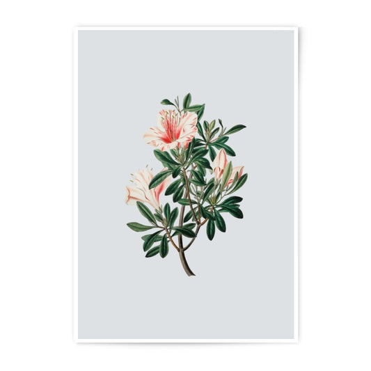 Azalea Photographic Prints, Botanical Wall Art, Floral Illustration Prints, Vintage Flower Decor, Home Decor Prints, Popular Decor - Tawshia