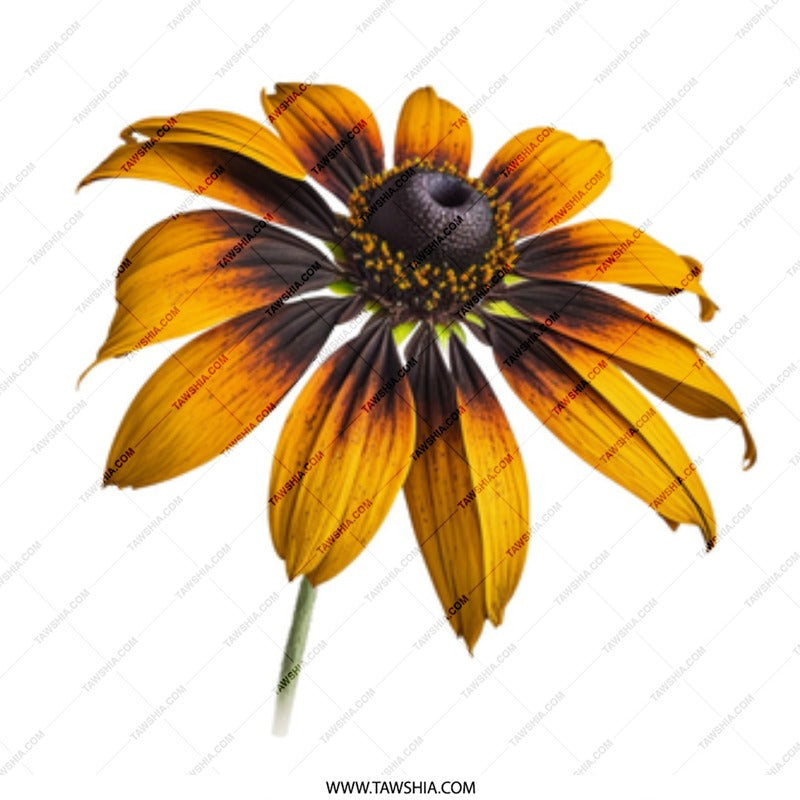 Black Eyed Susan Mug, Floral Mug, Flower Coffee Cup, Sunflower Mug, Botanical Gift, Nature Lover Gift, Plant Lover Mug, Flower Design Mug - Tawshia
