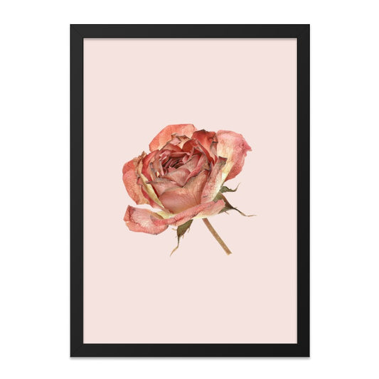Vintage Rose Wall Art, Floral Print, Botanical Home Decor, Antique Rose, Elegant Wall Decor, Rose Photography, Home and Living Art - Tawshia