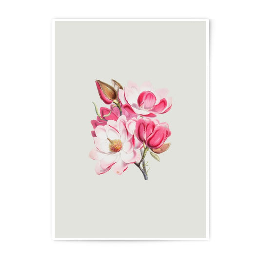 Magnolia Photographic Prints, Floral Wall Art, Botanical Print, Flower Decor, Vintage Style, Pink Magnolia, Home Decor, Wall Decor - Tawshia