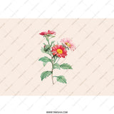 Floral Tumbler, Red Daisy Tumbler, Flower Tumbler, Botanical Tumbler, Gift for Her, Aesthetic Tumbler, Summer Tumbler, Cute Tumbler, Trendy - Tawshia