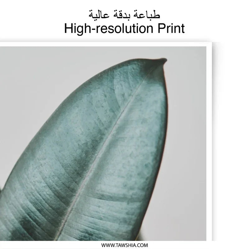 Rubber Plant Photographic Print, Leaf Close Up, Botanical Art, Minimalist Decor, Modern Photography Print - Tawshia