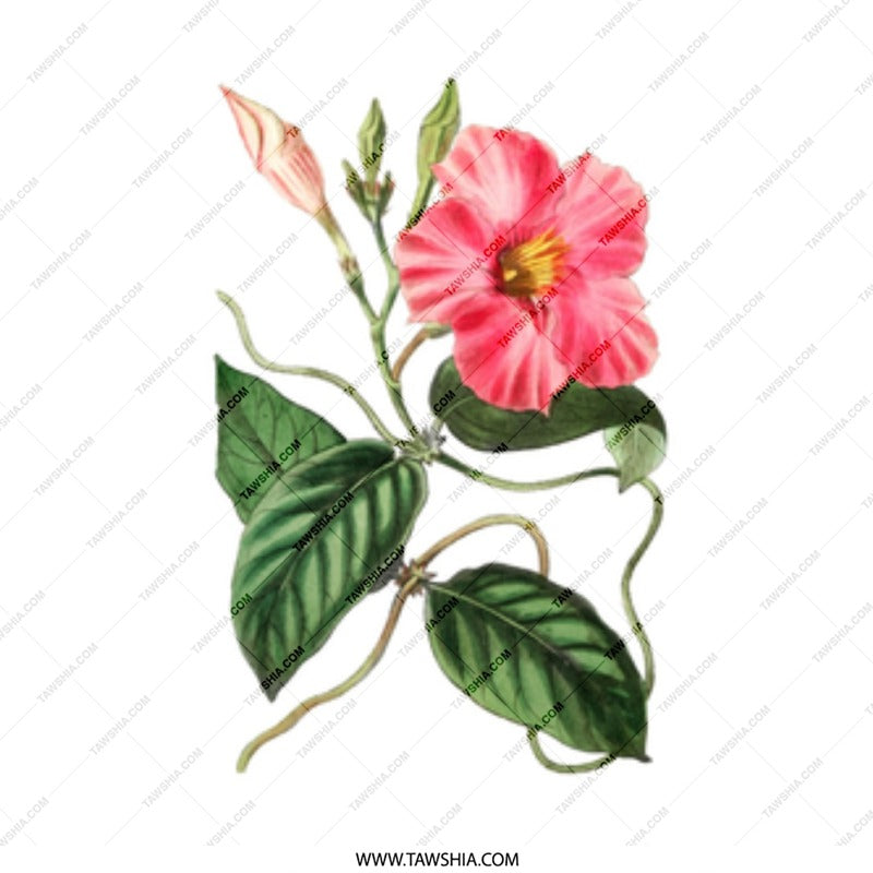 Pink Allamanda Flower Mug, Floral Botanical Coffee Mug, Vintage Flower Mug, Nature Lover Mug, Gift Mug - Tawshia