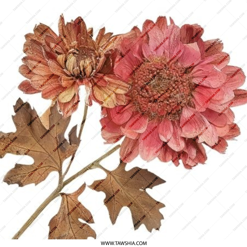 Dried Chrysanthemum Pinback Button, Floral Button Badge, Flower Button Pin, Botanical Button, Garden Lover Gift, Plant Mom Gift - Tawshia