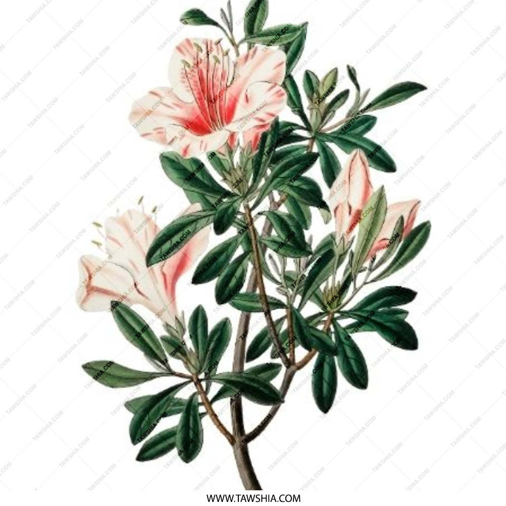 Azalea Pinback Button, Floral Button, Botanical Illustration Badge, Garden Flower, Vintage Style, Gift for Gardener, Plant Lover Button - Tawshia