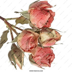 Dried Roses Pinback Button, Floral Aesthetic, Botanical Illustration, Trendy Accessory, Unique Gift, Lapel Pin, Badge, Plant Lover - Tawshia