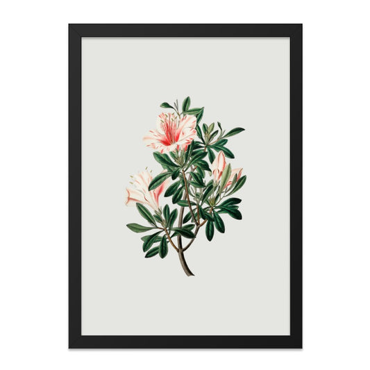 Vintage Azalea Wall Art, Botanical Print, Antique Flower Illustration, Floral Decor, Nature Art, Home Decor, Living Room Art, Framed Art - Tawshia