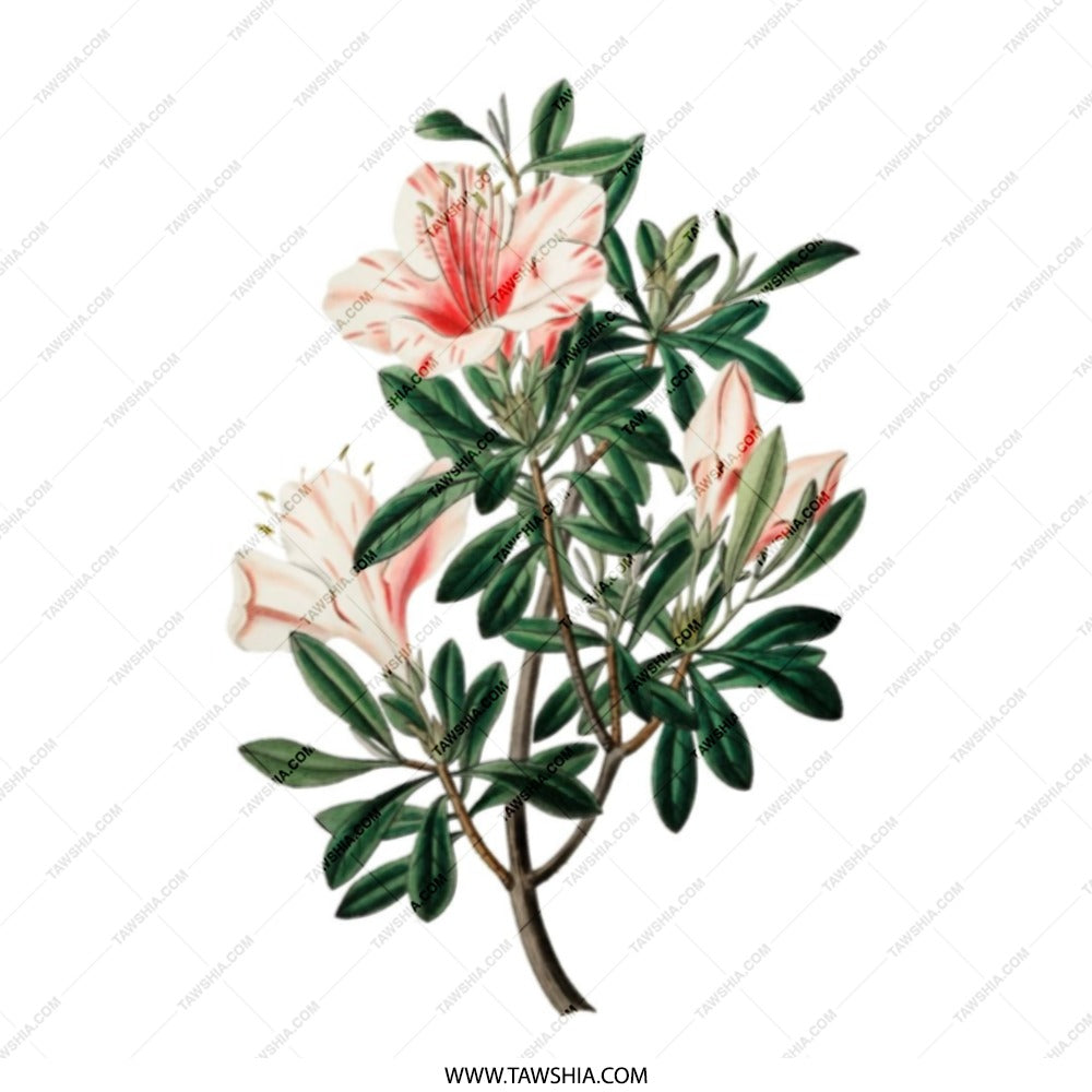 Floral Tote Bag, Azalea Flowers, Botanical Print Tote, Everyday Bag, Gift Idea, Cute Tote Bag, Spring Tote Bag, Plant Lover Gift - Tawshia